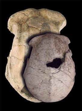 肯尼亚古人类化石可能改写人类进化史(图)