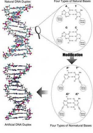 科技时代_日本合成世界首个人造DNA可驱动未来电脑(图)