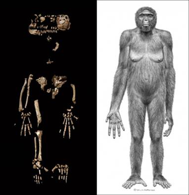科技时代_科学家发现440万年前迄今最早人类祖先(图)